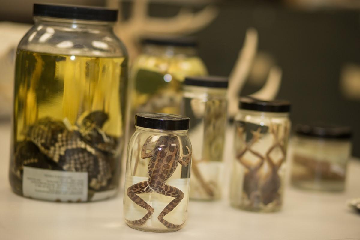 Amphibian and Reptile Specimens