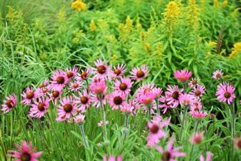 native plants